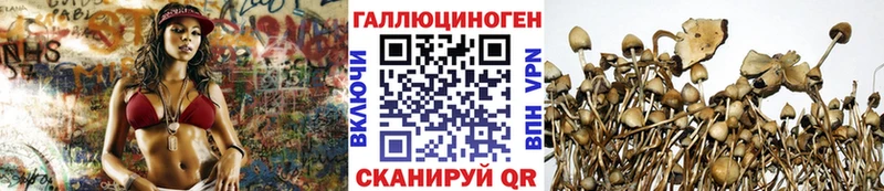 Псилоцибиновые грибы GOLDEN TEACHER  Купить где  Мглин 